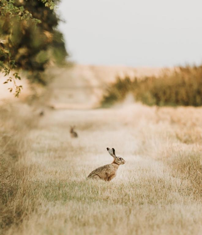 Wilde konijnen op de Kanino wandelroute op Endelave